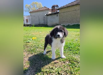 Pepe ist "ready to go" für sein Forever Home