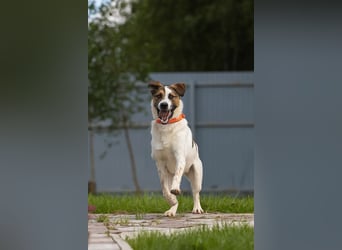 Sozialer Mario sucht aktives Zuhause