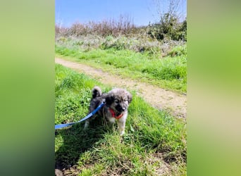 Ayla sucht ihr Für-immer-Zuhause