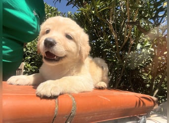 Ted - ein Herz auf vier Pfoten sucht sein Glück