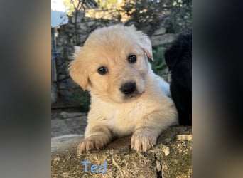 Ted - ein Herz auf vier Pfoten sucht sein Glück