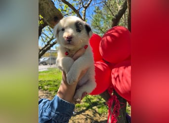 Dalia wünscht sich Sicherheit und Liebe