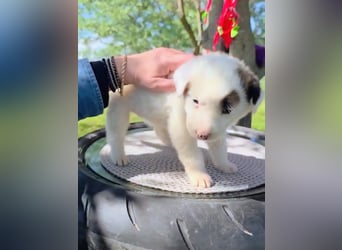 Dalia wünscht sich Sicherheit und Liebe