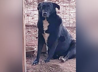 Sara niemand hat sie bisher gesehen