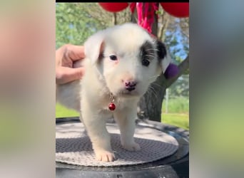 Dalia wünscht sich Sicherheit und Liebe