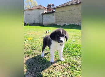 Pepe ist "ready to go" für sein Forever Home