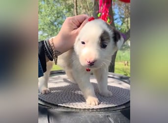 Dalia wünscht sich Sicherheit und Liebe