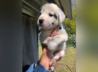 Dami wünscht sich ein liebevolles Zuhause