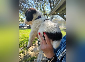 Panta sucht sein Forever Home