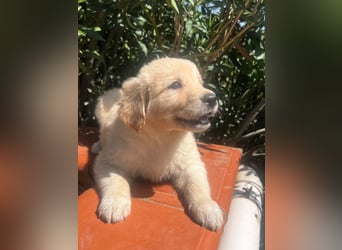 Ted - ein Herz auf vier Pfoten sucht sein Glück
