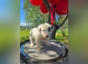 Dalia wünscht sich Sicherheit und Liebe