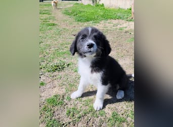 Pepe ist "ready to go" für sein Forever Home