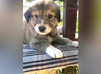 Tonic, der kleine Herzensbrecher sucht sein großes Glück