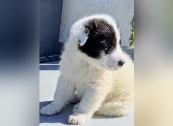 Kiran wünscht sich ein liebevolles Zuhause