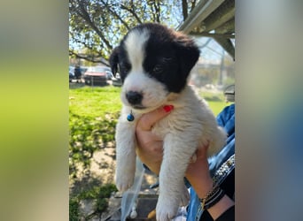 Panta sucht sein Forever Home