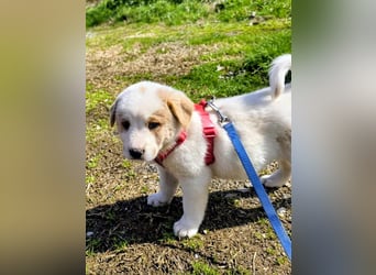 Ash sucht seine Menschen