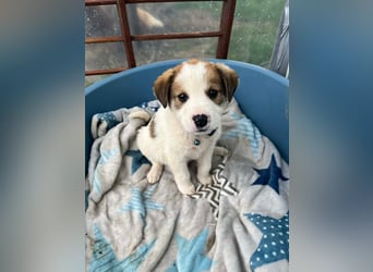 Thanos möchte bei seinen Menschen ankommen