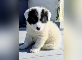 Kiran wünscht sich ein liebevolles Zuhause