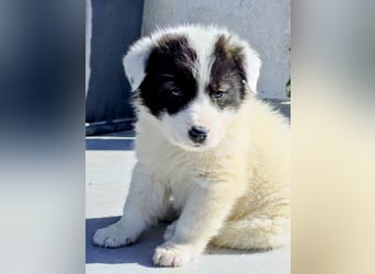 Kiran wünscht sich ein liebevolles Zuhause