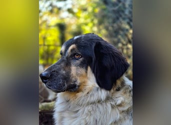 Marzio – Ein fantastischer Begleiter mit großem Herz sucht sein Zuhause