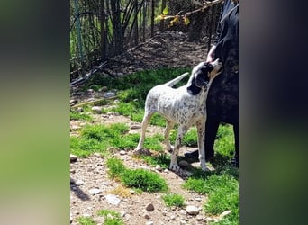 Herbie, Traumhund sucht Seelen-Menschen