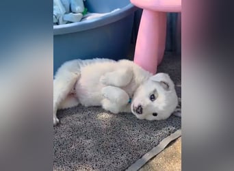 Kosmas möchte die Welt entdecken