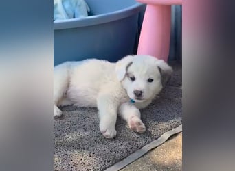 Kosmas möchte die Welt entdecken