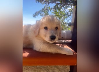 Ted - ein Herz auf vier Pfoten sucht sein Glück