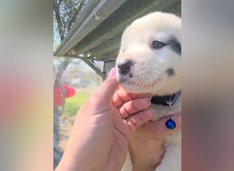 Dami wünscht sich ein liebevolles Zuhause