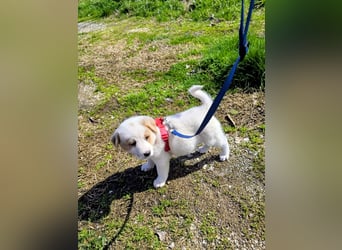 Ash sucht seine Menschen