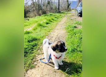 Arlo wünscht sich ein großes Körbchen