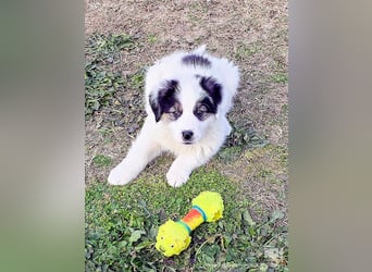 Kibo ist "ready to go" für sein Forever Home