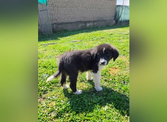 Pepe ist "ready to go" für sein Forever Home