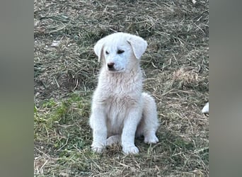 Sahra – der Sonnenschein auf vier Pfoten sucht ihr Zuhause