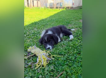 Pepe ist "ready to go" für sein Forever Home