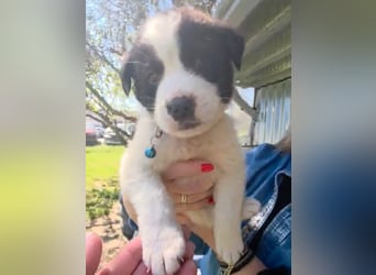 Panta sucht sein Forever Home