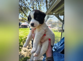 Panta sucht sein Forever Home