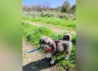 Ayla sucht ihr Für-immer-Zuhause