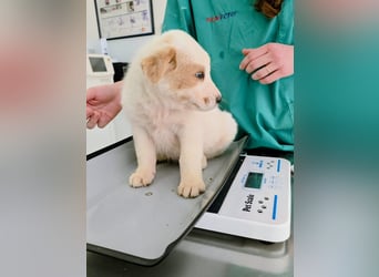 Ash sucht seine Menschen