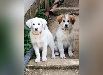 Sahra – der Sonnenschein auf vier Pfoten sucht ihr Zuhause