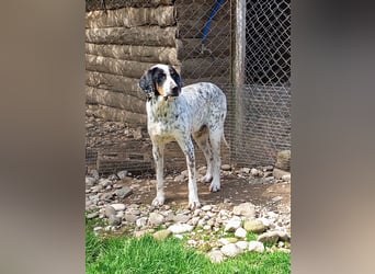 Herbie, Traumhund sucht Seelen-Menschen