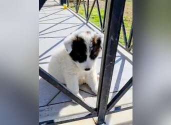 Kiran wünscht sich ein liebevolles Zuhause