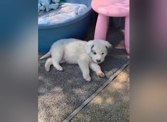 Kosmas möchte die Welt entdecken