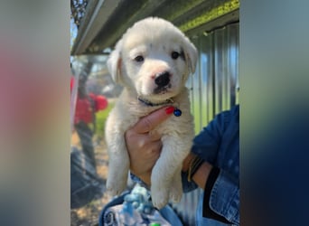 Dami wünscht sich ein liebevolles Zuhause