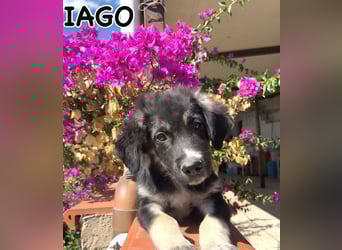 Iago – kleiner Hundejunge auf der Suche nach einem großen Leben