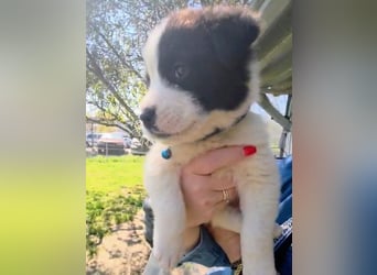 Panta sucht sein Forever Home