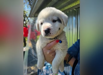 Dami wünscht sich ein liebevolles Zuhause