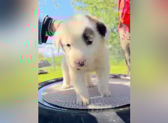 Dalia wünscht sich Sicherheit und Liebe