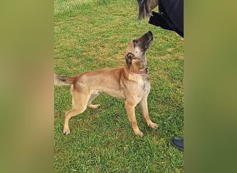 Ass sucht ein aktives Zuhause