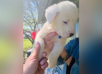 Dami wünscht sich ein liebevolles Zuhause